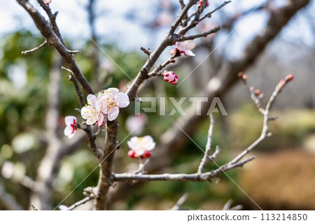 Early spring at Michinoku Lakeside Park, plum blossoms, Kawasaki Town, Miyagi Prefecture Early spring at Michinoku Lakeside Park, plum blossoms, Kawasaki Town, Miyagi Prefecture 113214850