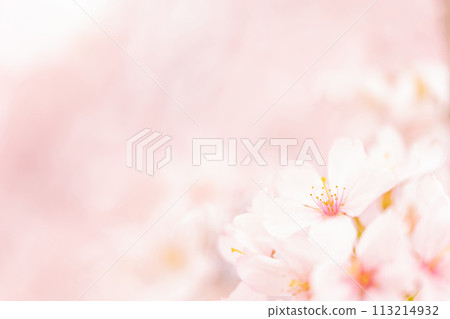 櫻花/春天的形象 113214932