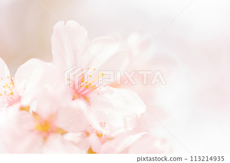 櫻花/春天的形象 113214935