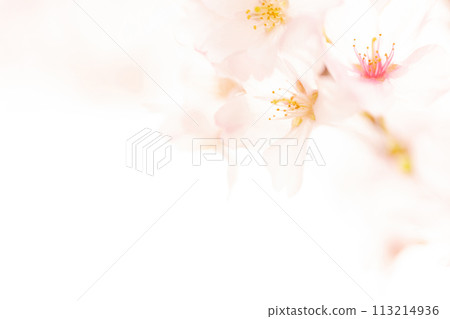 櫻花/春天的形象 113214936