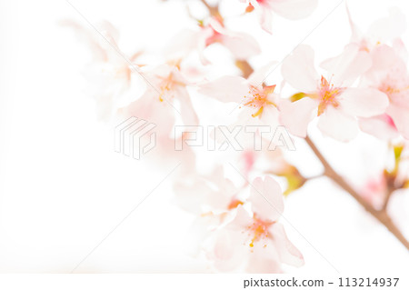 櫻花/春天的形象 櫻花/春天的形象 113214937