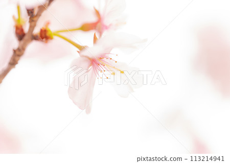 Cherry blossoms/spring image Cherry blossoms/spring image 113214941