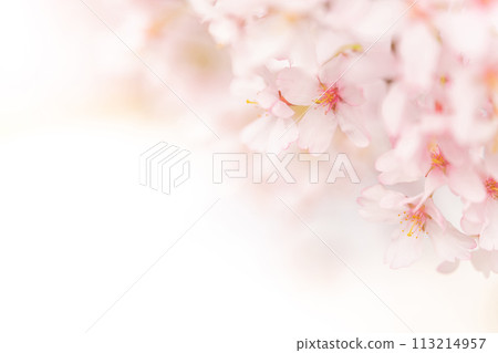 櫻花/春天的形象 櫻花/春天的形象 113214957