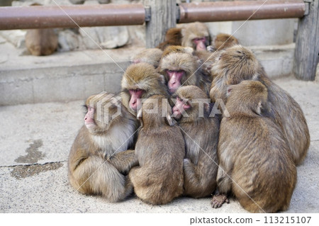 猴子的志倉饅頭 113215107