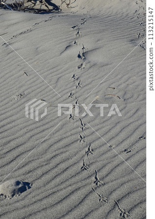 沙灘上有鴴的腳印嗎？ 113215147