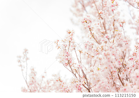 櫻花/春天的形象 113215150