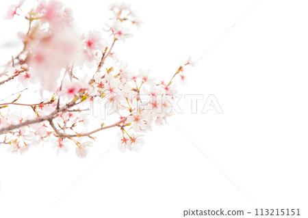 櫻花/春天的形象 113215151