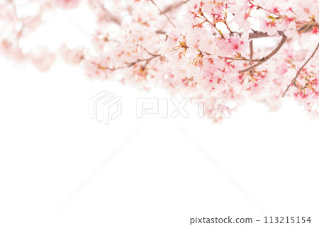 櫻花/春天的形象 113215154