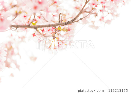 Cherry blossoms/spring image 113215155