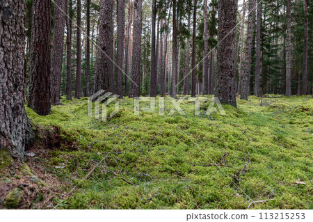 Ground level view in Scotland: moss thrives on the forest floor surrounded by ancient towering pines Ground level view in Scotland: moss thrives on the forest floor surrounded by ancient towering pines 113215253