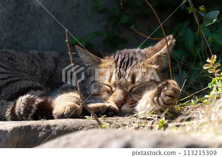 A stray brown-and-tabby cat taking a comfortable nap in the sun on a rock A stray brown-and-tabby cat taking a comfortable nap in the sun on a rock 113215309