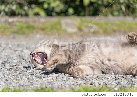 一隻鯖魚虎斑圖案的流浪貓正在自然公園的碎石路上打滾，大聲打著哈欠，伸著懶腰。 113215313