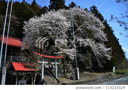 埼玉縣長瀞町磐田市櫻花盛開的白鳥神社 113215324