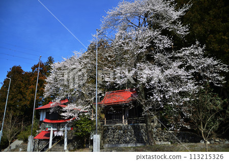 埼玉縣長瀞町磐田市櫻花盛開的白鳥神社 113215326