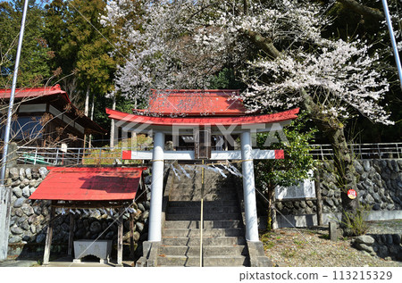 Iwata, Nagatoro-machi, Saitama Prefecture, Shiratori Shrine with cherry blossoms in bloom 113215329
