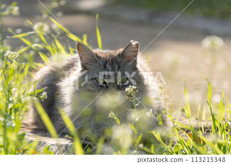 Soft spring clover and a brown tabby and long-haired stray cat 113215348