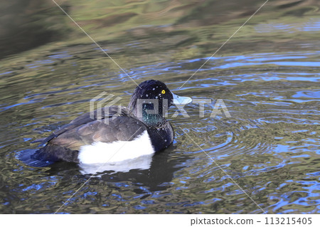 Tufted duck wild bird Tufted duck wild bird 113215405