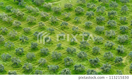 Olive Trees Drone Image Good Quality Olive Trees Drone Image Good Quality 113215830