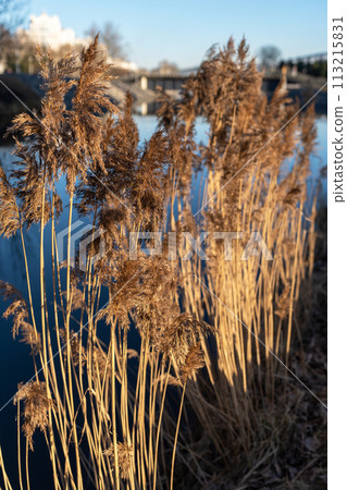 Reeds in the sunset light. Reeds grow on the river bank. Reeds in the sunset light. Reeds grow on the river bank. 113215831