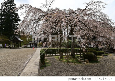 春天櫻花盛開的慶德山安國寺 113216092