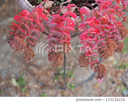Ecological photo of autumnal leaves of Misebaya and flowers Ecological photo of autumnal leaves of Misebaya and flowers 113216228