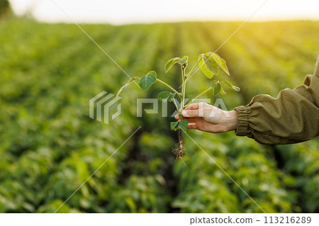 Close up of soybean plant in farmer's hand on natural cultivated soya field background. Agriculture environmental protection. Crops care concept and control of growth and development of sprouts. Close up of soybean plant in farmer's hand on natural cultivated soya field background. Agriculture environmental protection. Crops care concept and control of growth and development of sprouts. 113216289