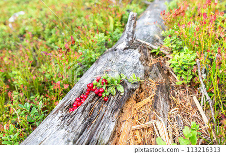 Red ripe cowberry (lingonberry) grow in the forest. 113216313