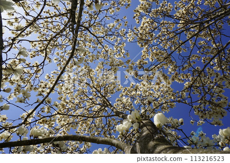A view of the white magnolia tree in full bloom from below 113216523