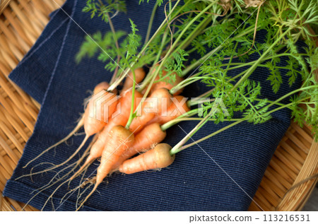 home grown carrots 113216531
