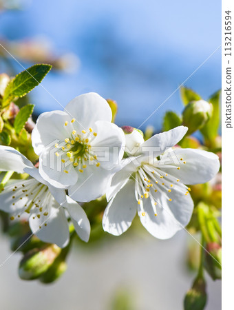 White cherry flowers on spring. Vertical photo. White cherry flowers on spring. Vertical photo. 113216594
