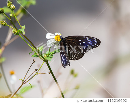 Tumamurasaki鱈魚的吸蜜 113216692