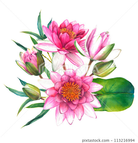 Watercolor flowers painting, floral bouquet illustration with pink water lilies, buds, green leaves and bamboo twigs isolated on background. Exotic lotus for Spa or Zen design. Botanical drawing. Watercolor flowers painting, floral bouquet illustration with pink water lilies, buds, green leaves and bamboo twigs isolated on background. Exotic lotus for Spa or Zen design. Botanical drawing. 113216994