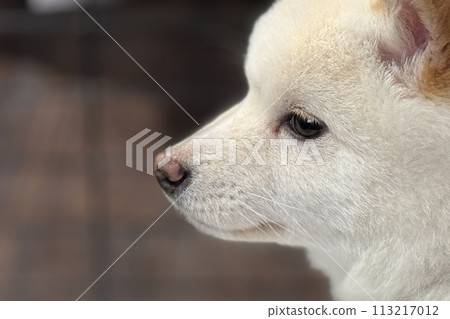 Shiba Inu watching Shiba Inu watching 113217012