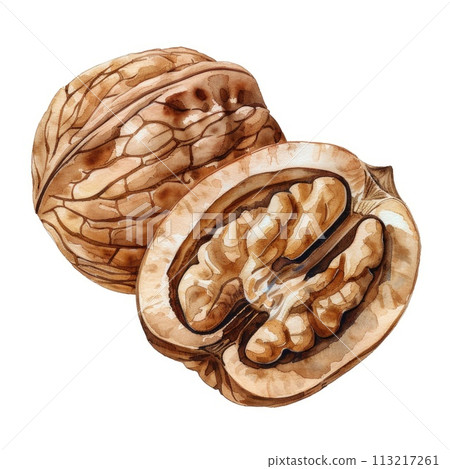 This watercolor illustration beautifully captures the intricate textures of a walnut This watercolor illustration beautifully captures the intricate textures of a walnut 113217261