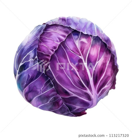 An artistic watercolor painting of a purple cabbage, isolated on a white background 113217320