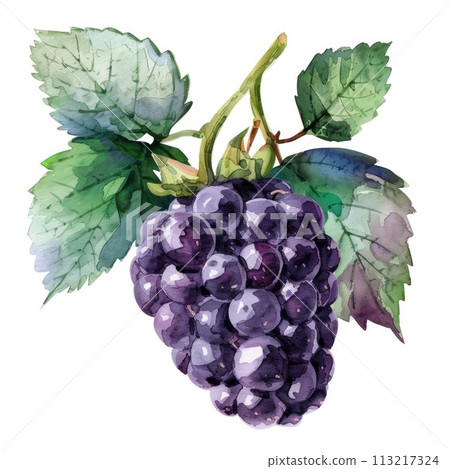 A cluster of ripe blackberries is elegantly captured in this watercolor 113217324
