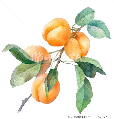 A delicate watercolor portrayal of apricots on a branch 113217329