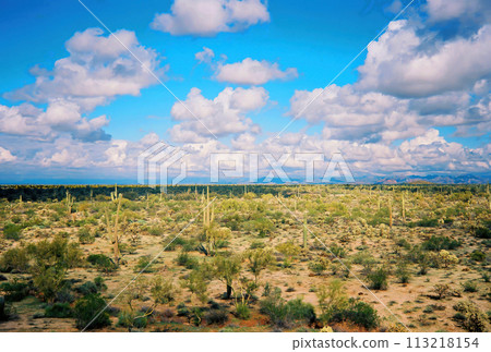 Central Sonora Desert Arizona Central Sonora Desert Arizona 113218154