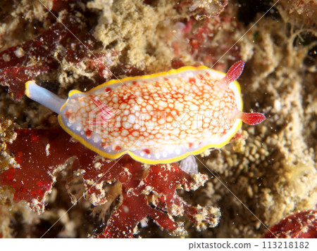 Sarasaumi slug on muddy seaweed 113218182