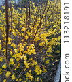 Flower 1 113218191