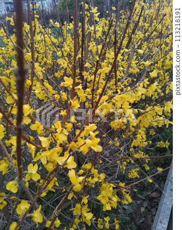 花1 花1 113218191
