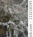 Flower 3 113218193