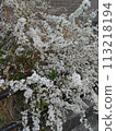 Flower 4 113218194