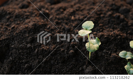 Jamaica sorrel, Roselle, Red sorrel, Rozelle growing sprout Jamaica sorrel, Roselle, Red sorrel, Rozelle growing sprout 113218262
