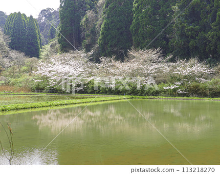 Cherry blossoms appearing on the surface of the water Cherry blossoms appearing on the surface of the water 113218270