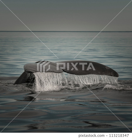 Whale tail in Peninsula Valdes, Unesco World Heritage Site, Patagonia, Argentina 113218347