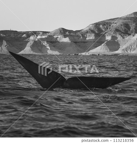 Whale tail in Peninsula Valdes, Unesco World Heritage Site, Patagonia, Argentina. 113218356