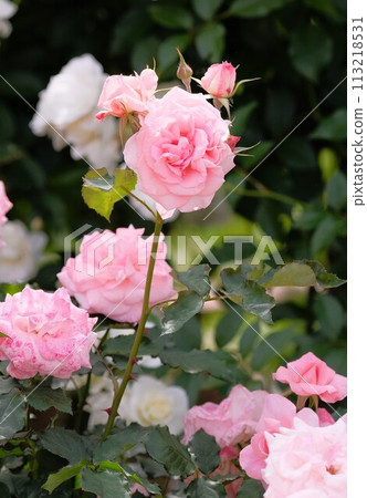 Rose of pink color Rose of pink color 113218531