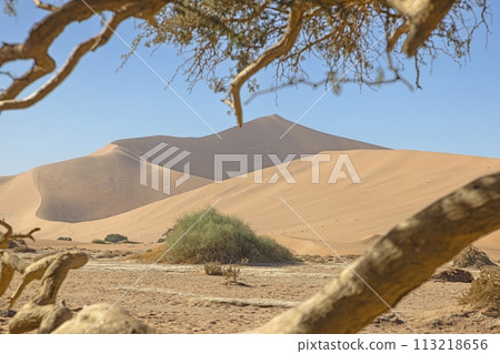 Panoramic picture of the red dunes of the Namib Desert in Namibia against a blue sky in the evening light 113218656