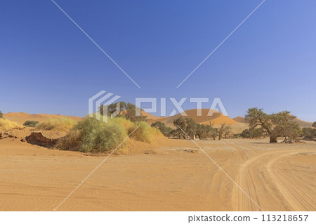 Panoramic picture of the red dunes of the Namib Desert in Namibia against a blue sky in the evening light Panoramic picture of the red dunes of the Namib Desert in Namibia against a blue sky in the evening light 113218657